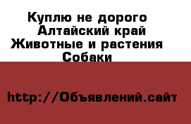 Куплю не дорого - Алтайский край Животные и растения » Собаки   